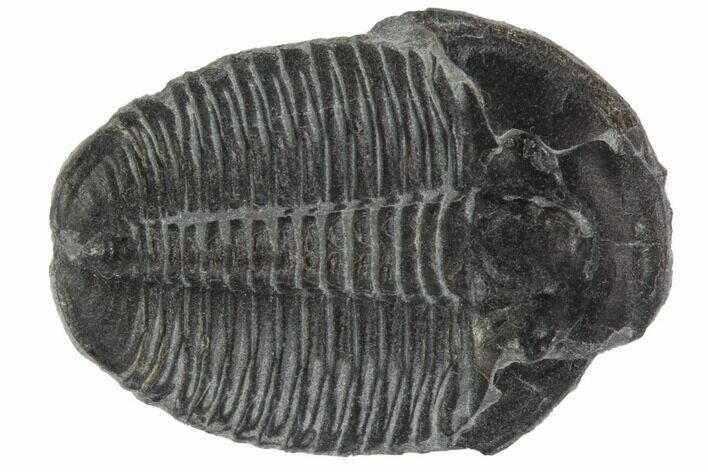 Elrathia Trilobite Fossil - Utah #97076